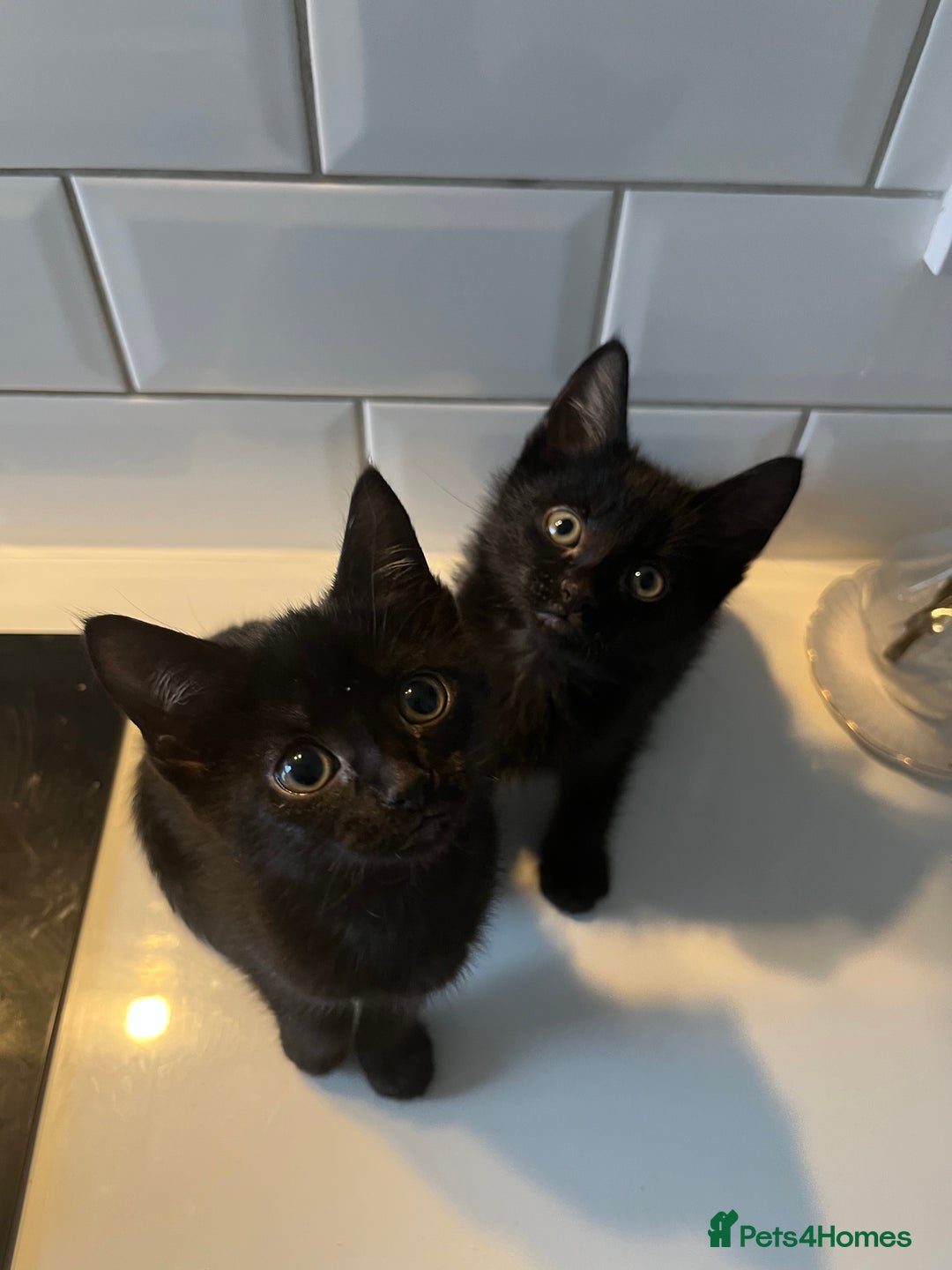 Sphynx cats for sale: 2 left! Sphynx elf X British short hair  - Advert 2