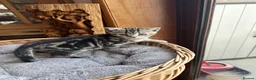 British Shorthair cats for sale: British Shorthair Silver Tabby & Chocolate Tabby - Advert 13