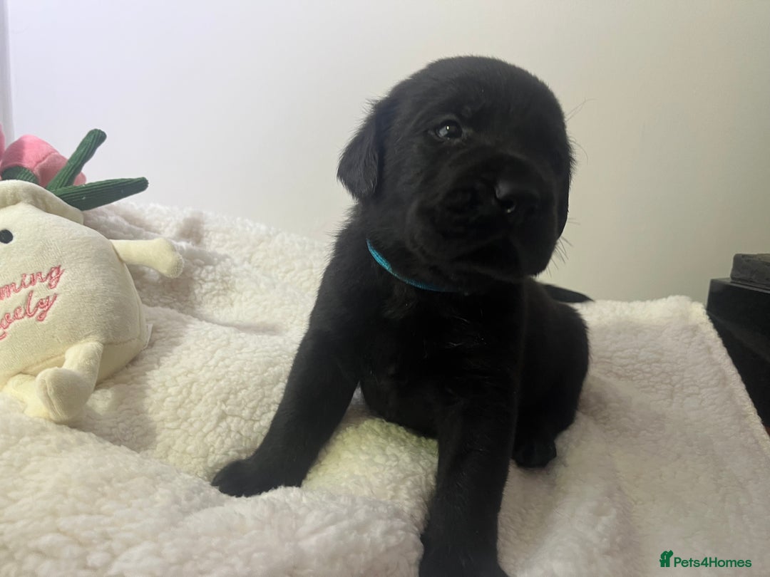 Mixed Breed dogs for sale: 11 Fabulous LABROTTIES - Advert 16