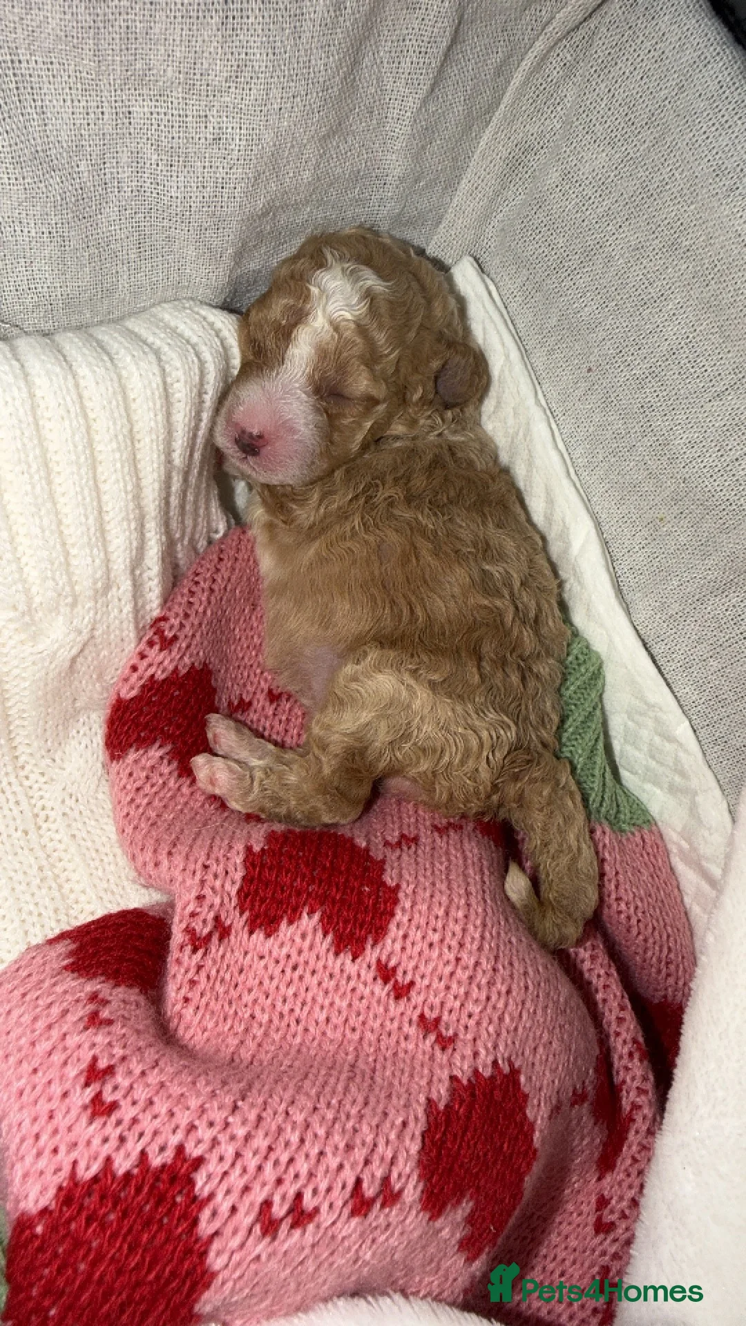 Cockapoo dogs for sale: Cockapoo puppies  - Advert 8