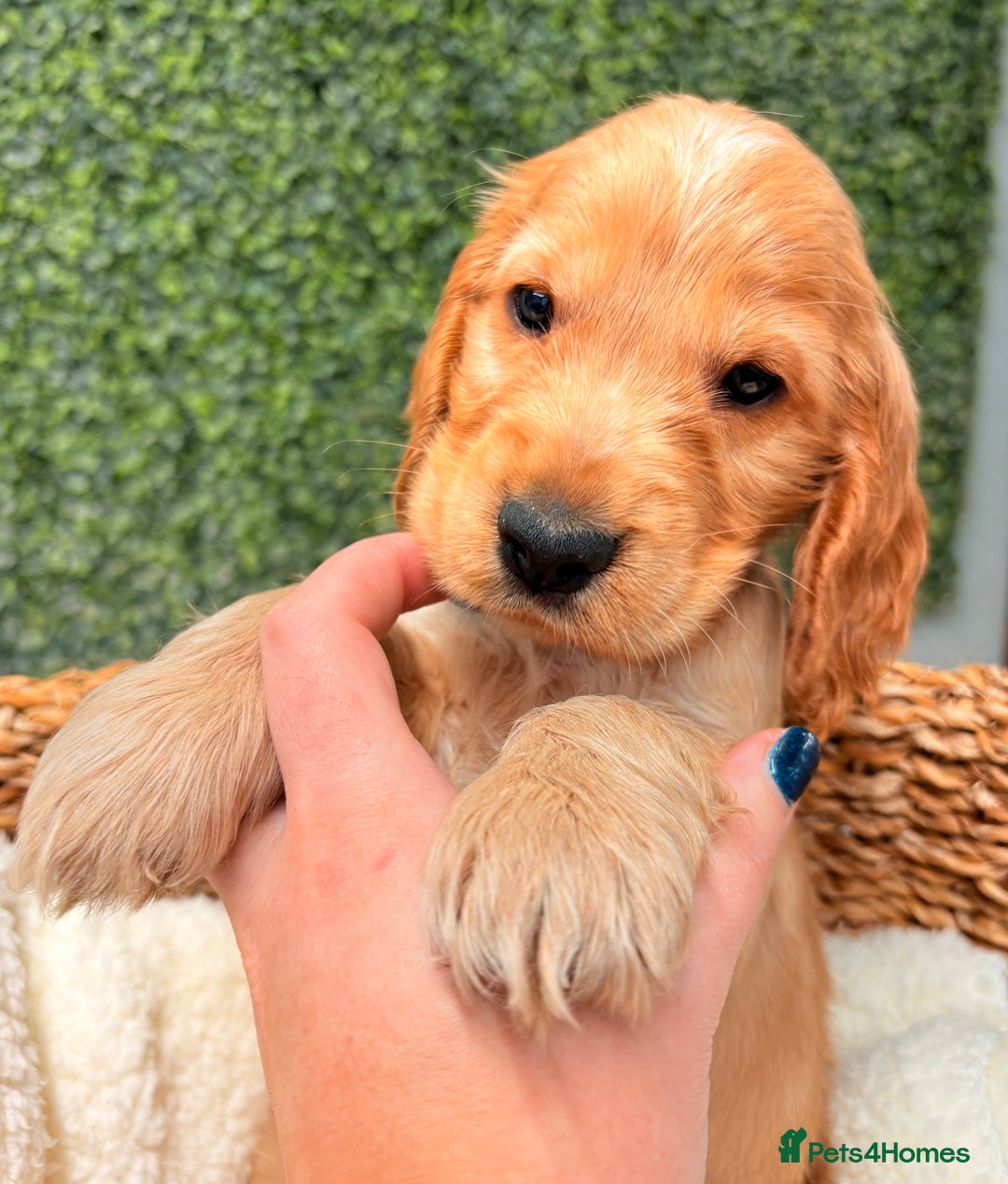 Cocker Spaniel dogs for sale: 🧡🧡 KC REG Show Cocker Spaniel Puppies For Sale - Advert 6