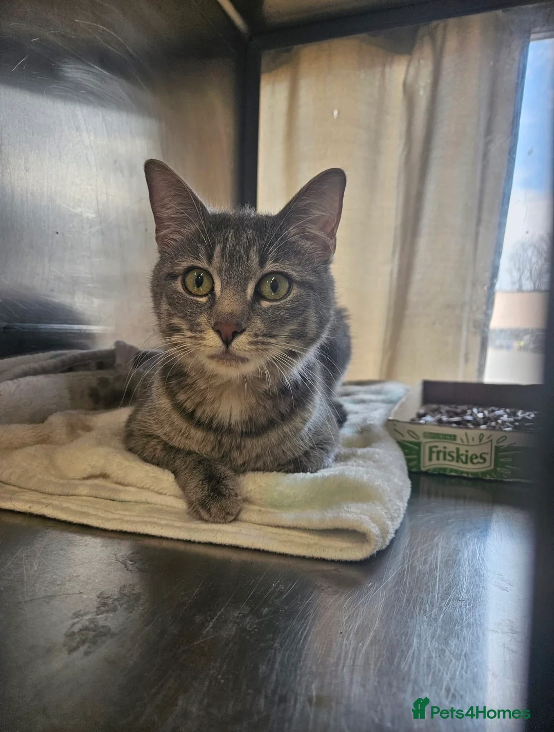 Mixed Breed cats for sale: 2 adorable kittens - ready to leave - Advert 8