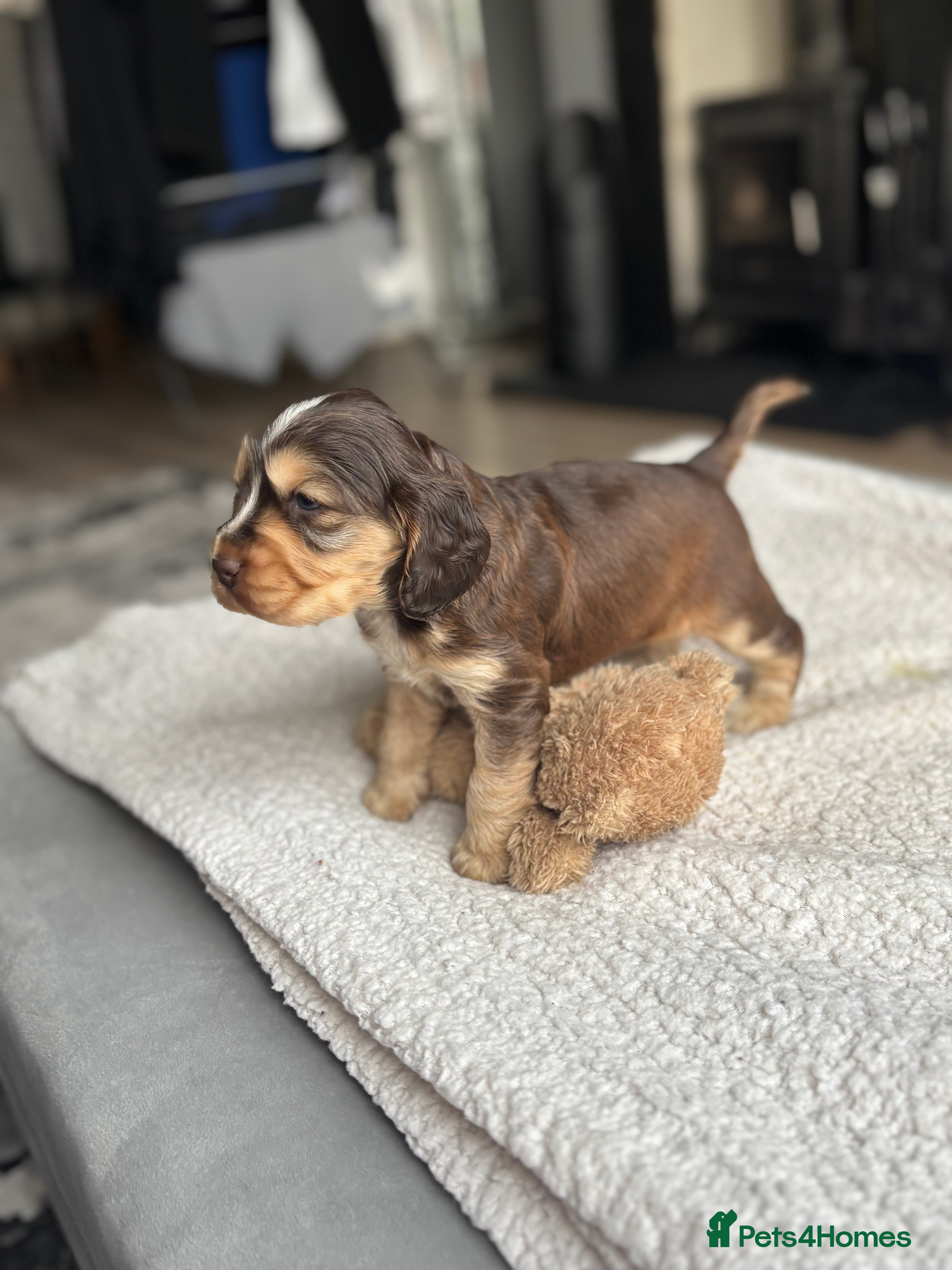 Cocker Spaniel dogs 🐾[Simbawood Lines]KC Show Cocker Spaniels🐾 - Advert 13