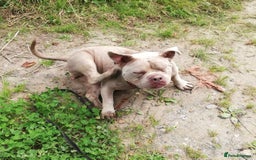 Mixed Breed dogs for adoption: NELLIE 2yr old Pocket Bully - Image 2