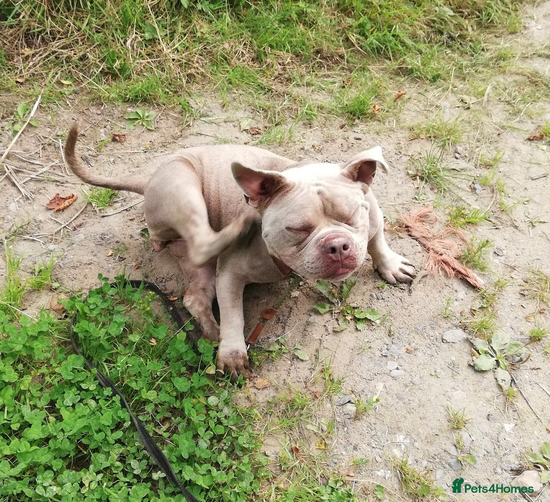 Mixed Breed dogs for adoption: NELLIE 2yr old Pocket Bully - Image 2