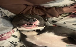 Staffordshire Bull Terrier dogs for stud: Bluey  - Image 1