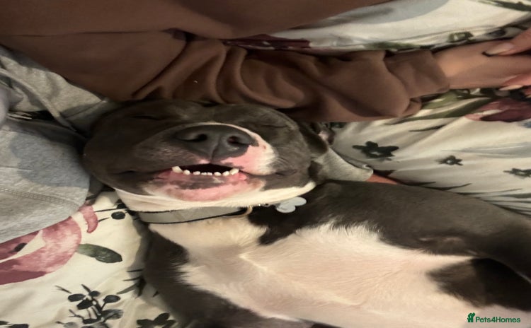 Staffordshire Bull Terrier dogs - Advert 2