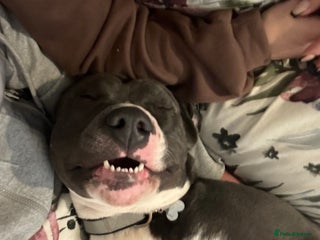 Staffordshire Bull Terrier dogs - Advert 3