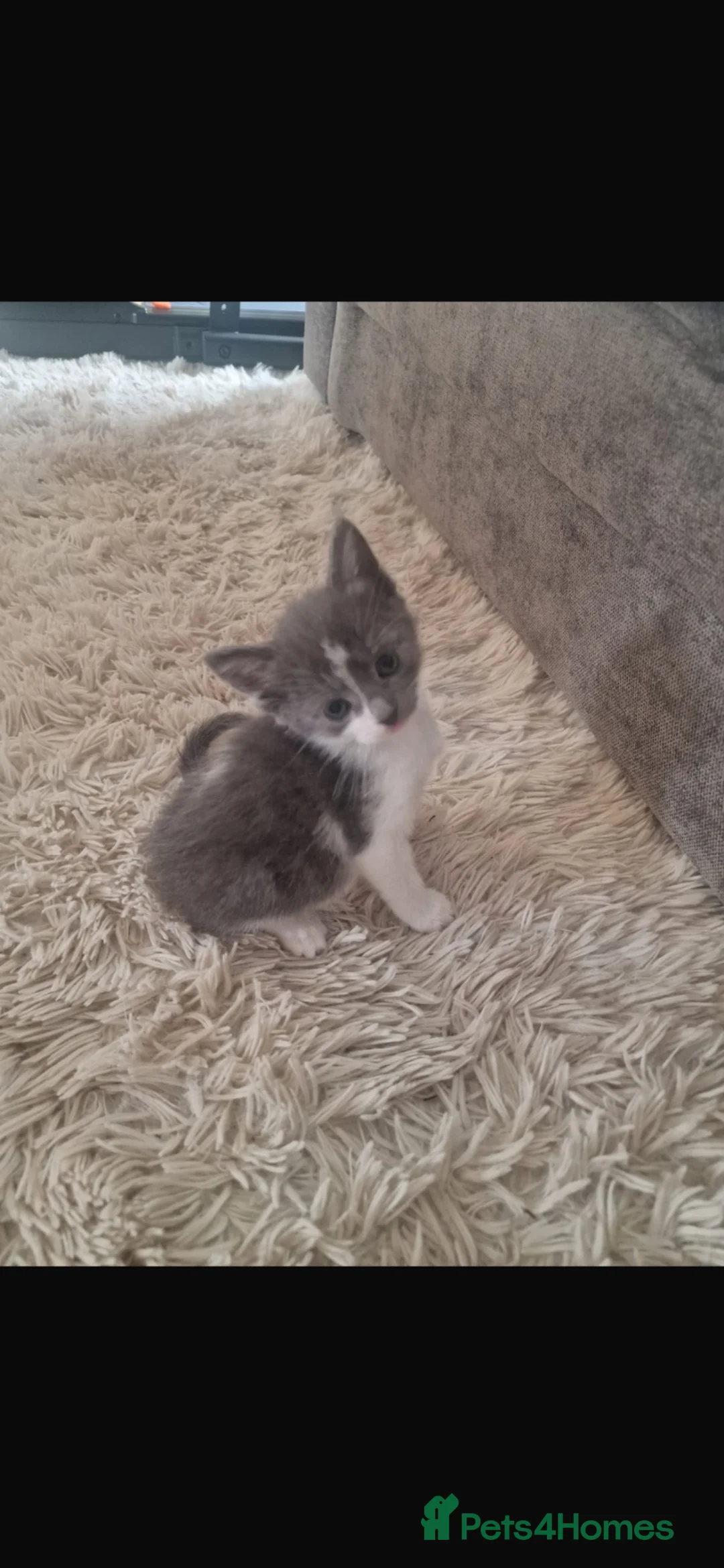 Mixed Breed cats for sale: 1 male kitten and 2 female kittens  in Dunfermline - Advert 5