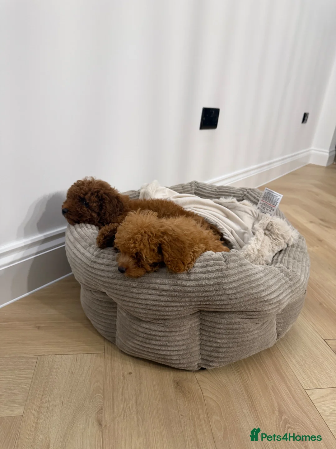 Toy Poodle dogs for sale: Gorgeous light brown toy poodle - Advert 1