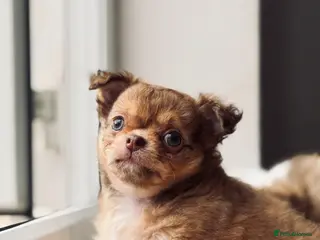 Chihuahua dogs 2 BOYS LEFT 😍😍 KC chihuahua puppies - Advert 14