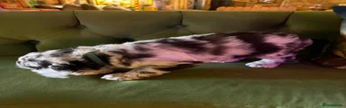 Sheepadoodle C4 Turquoise collar