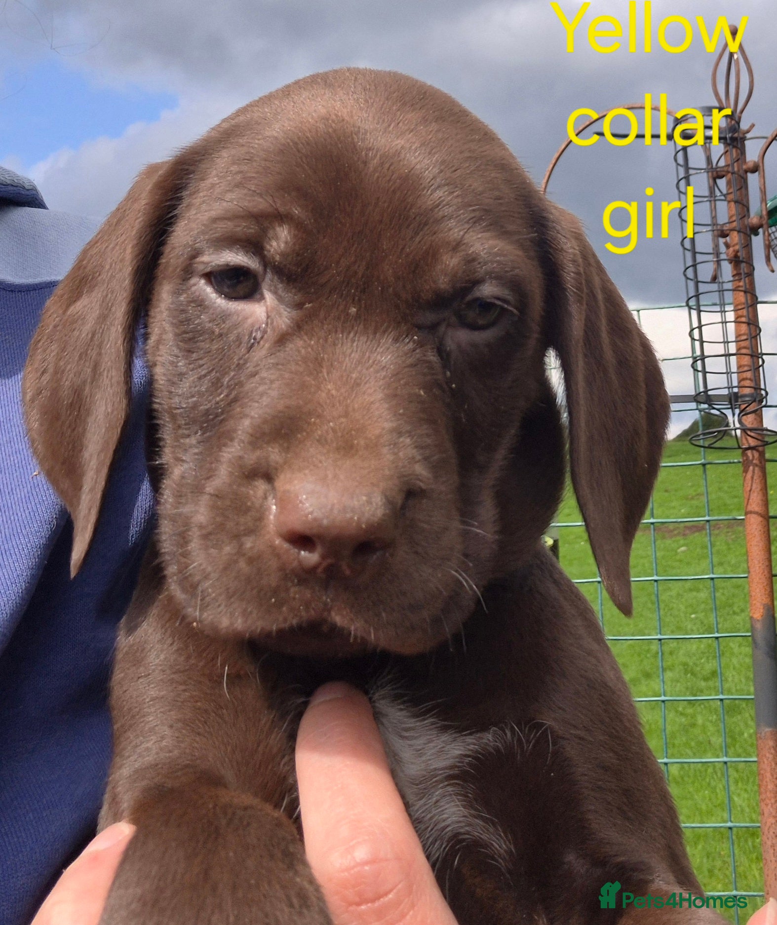 Mixed Breed dogs Pointador's (Lab x GSP) - Advert 1