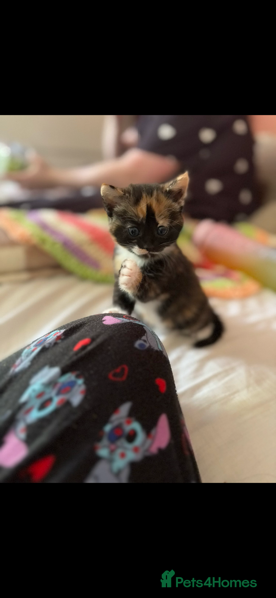 British Shorthair cats for sale: 2 Kittens left for sale! - Image 14