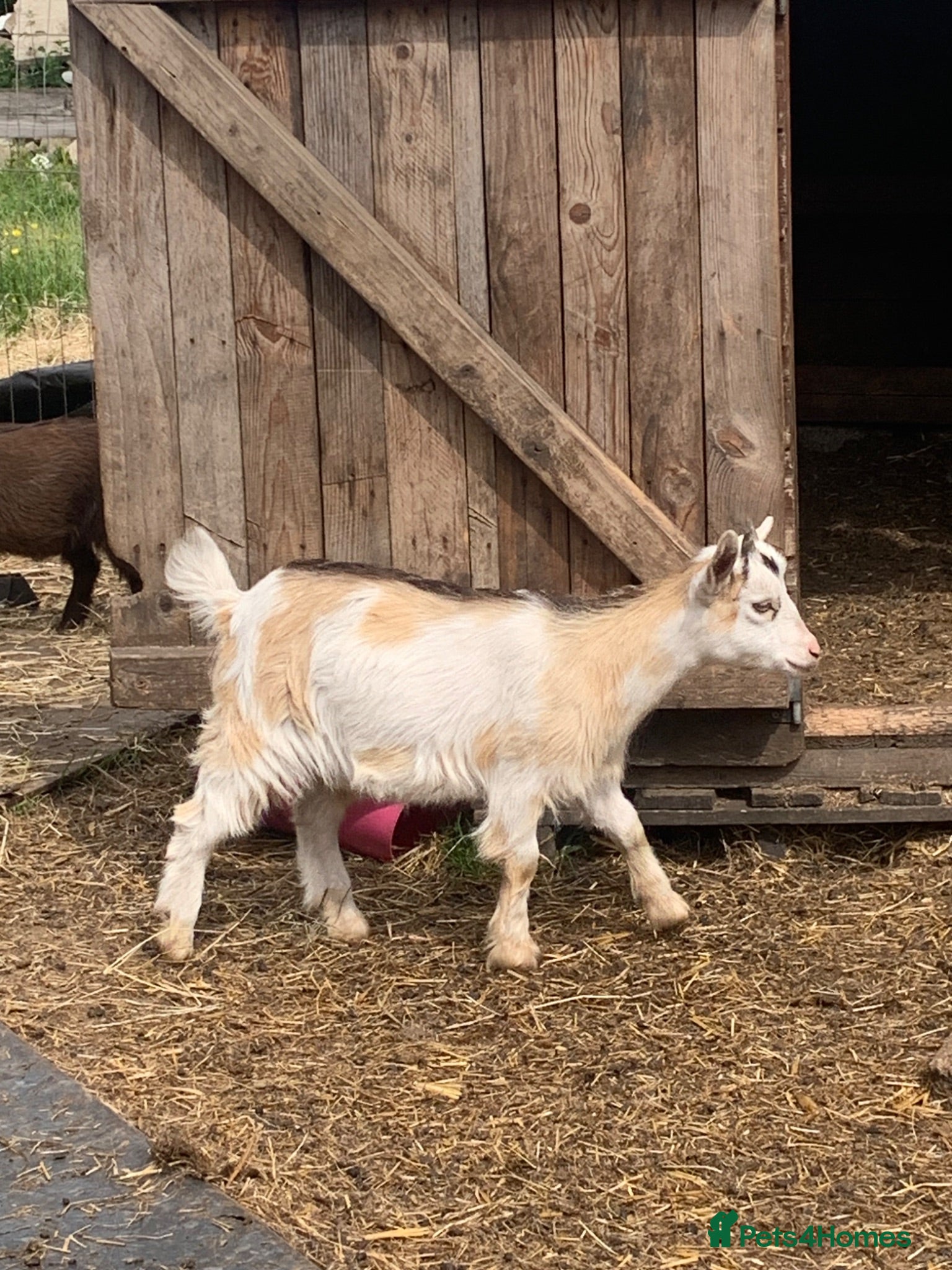 Goats livestock Pygmy goats  - Advert 2