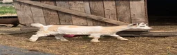 Goats livestock for sale: Pygmy goats  in Goole - Advert 1