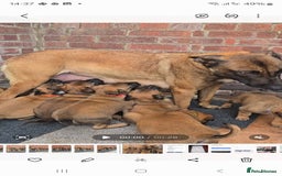 Belgian Shepherd Dog dogs for sale: Belgian Shepherd puppies - Advert 1