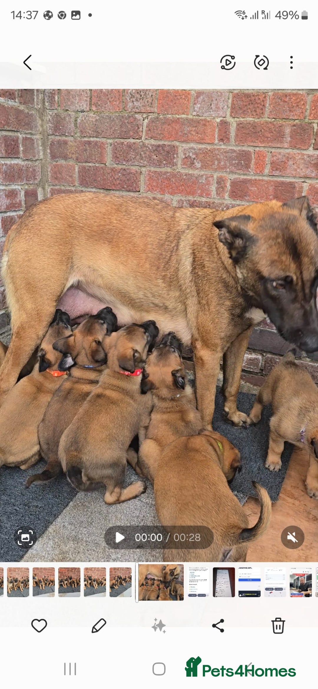 Belgian Shepherd Dog dogs for sale: Belgian Shepherd puppies - Advert 1