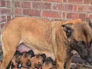 Belgian Shepherd Dog dogs Belgian Shepherd puppies - Advert 4