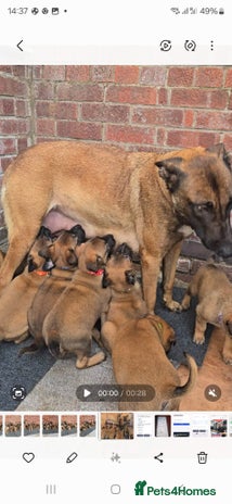 Belgian Shepherd Dog dogs Belgian Shepherd puppies - Advert 1