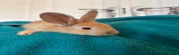 Continental Giant rabbits for sale: Beautiful continental giant babies  - Advert 2