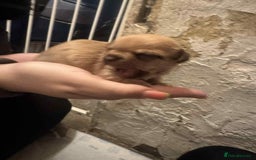 Chihuahua dogs for sale: Chihuahua girl pups  - Image 15