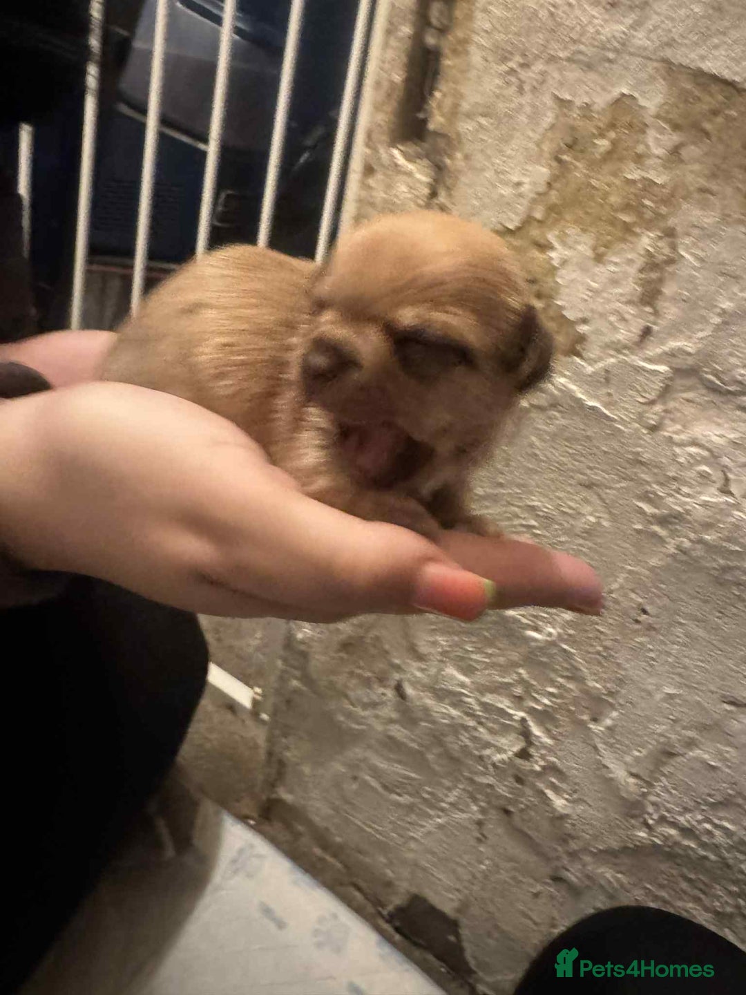 Chihuahua dogs for sale: Chihuahua girl pups  - Image 15