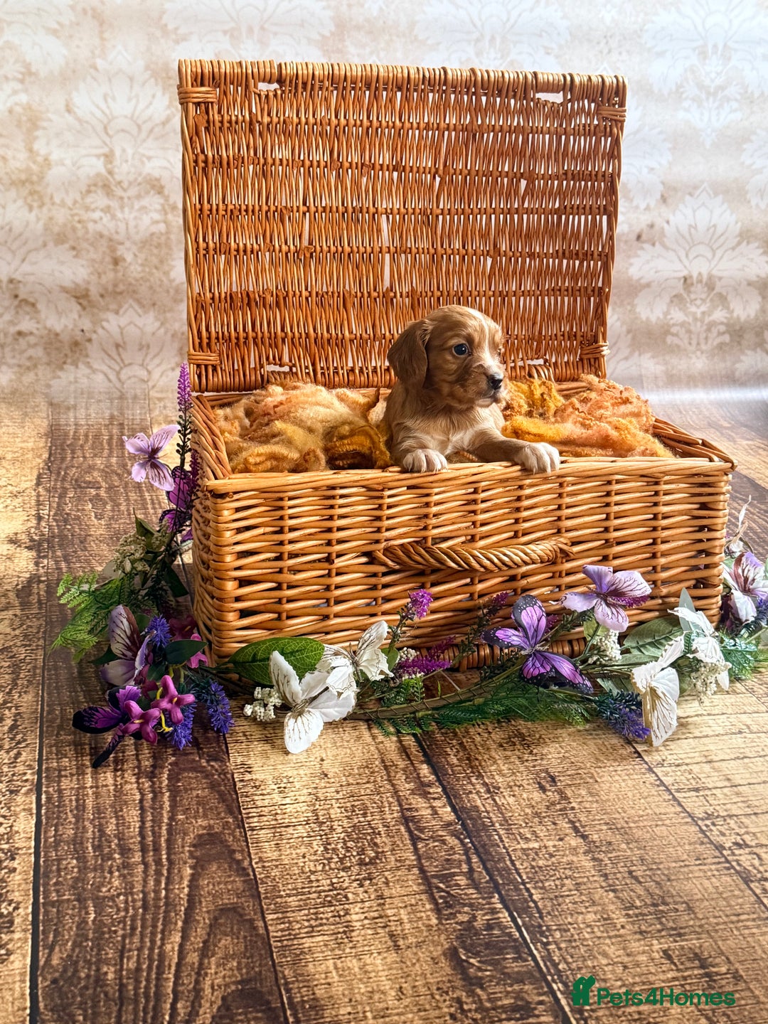 Cocker Spaniel dogs for sale: Stunning litter of cocker spaniel pups  - Advert 1