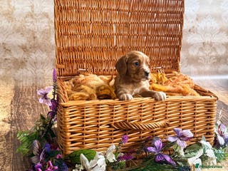 Cocker Spaniel dogs Stunning litter of cocker spaniel pups - Advert 1