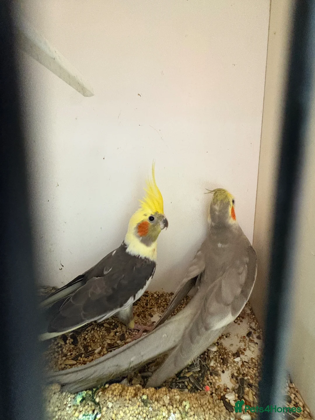 Cockatiels birds for sale: Stunning cockatiels  - Advert 3