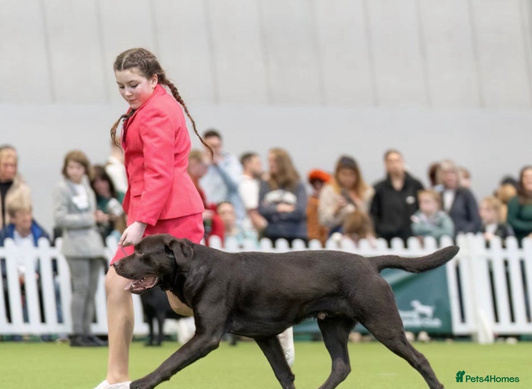 Labrador Retriever dogs for sale: (REDUCED) KC registered Labradors  - Advert 18