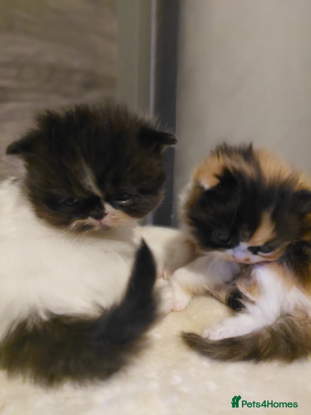 Persian cats for sale: Persian  - Advert 1