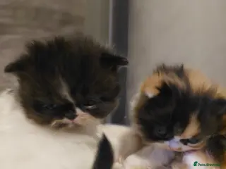 Persian cats Persian - Advert 1