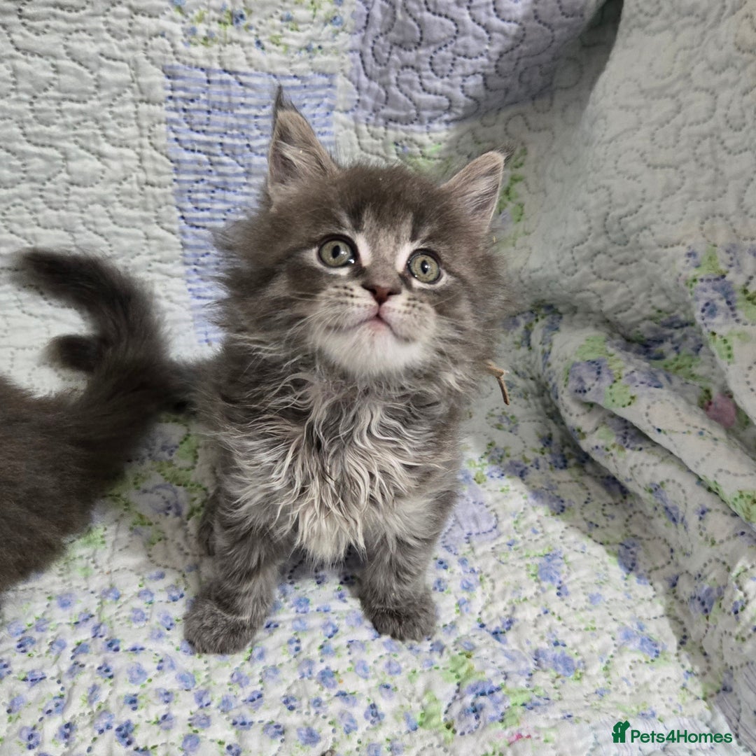 Maine Coon cats for sale: Gorgeous GCCF Maine Coons poss Active - Image 16