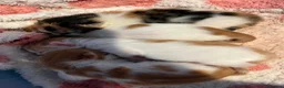 Mixed Breed cats for sale: X2 Ginger Tabby Queens  - Advert 6