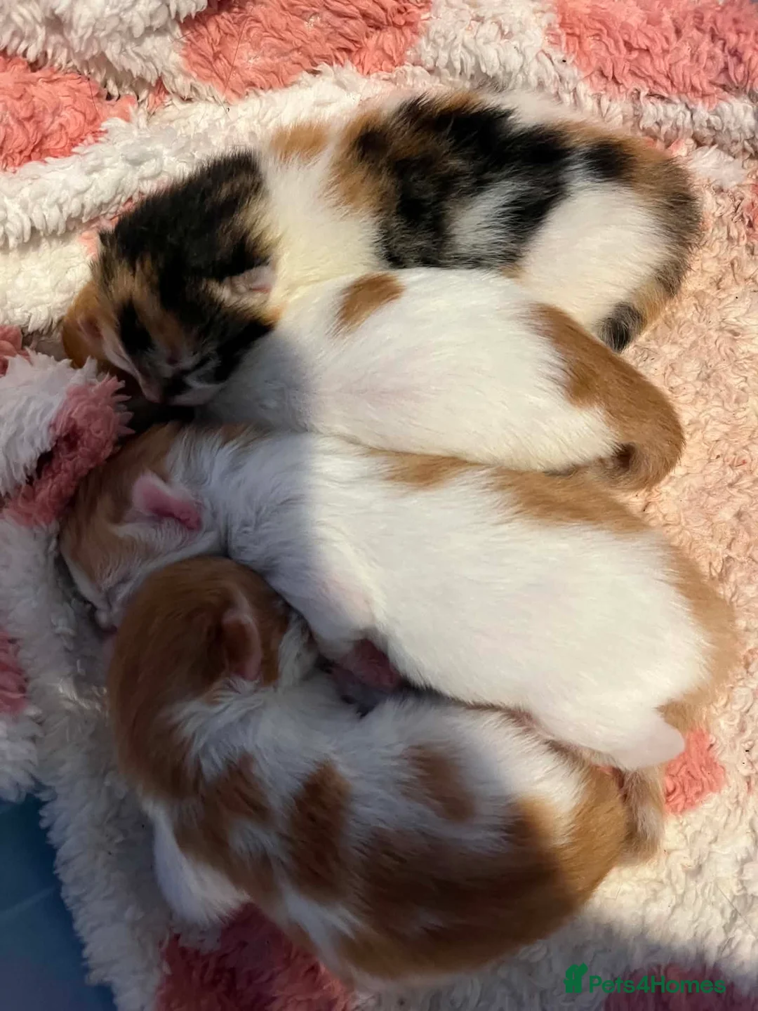 Mixed Breed cats for sale: X2 Ginger Tabby Queens  - Advert 6