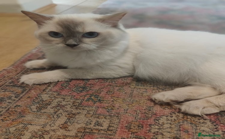 Ragdoll cats - Advert 9