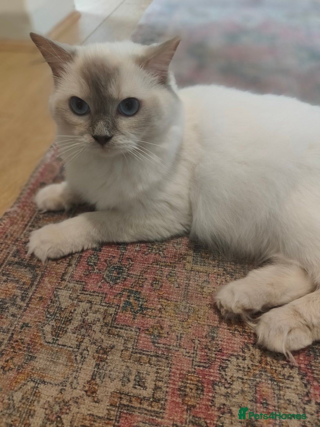 Ragdoll cats for sale: Lilac point female ragdoll - Image 1