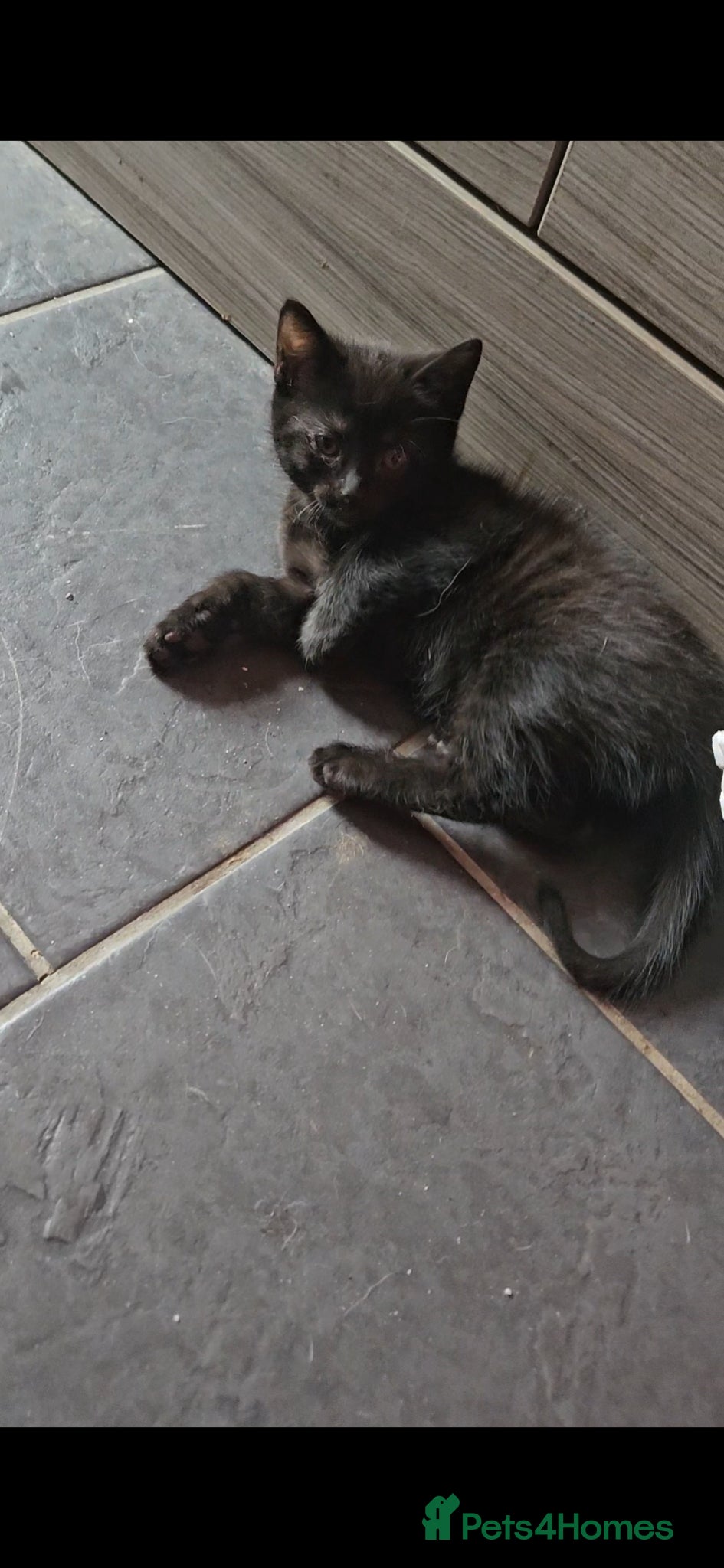 Mixed Breed cats  russianblue x 2 BLACK SMOKE GHOST TABBY 'S  - Advert 2