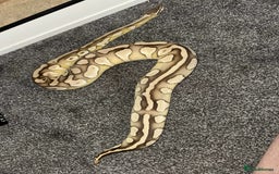 Python Snake reptiles for sale: X3 female ball pythons  - Image 7