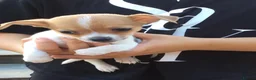 Jack Russell dogs for sale: Absolutely beautiful Jack Russel puppies  - Advert 3