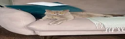 British Shorthair cats for sale: British shorthair kittens for sale  - Advert 1