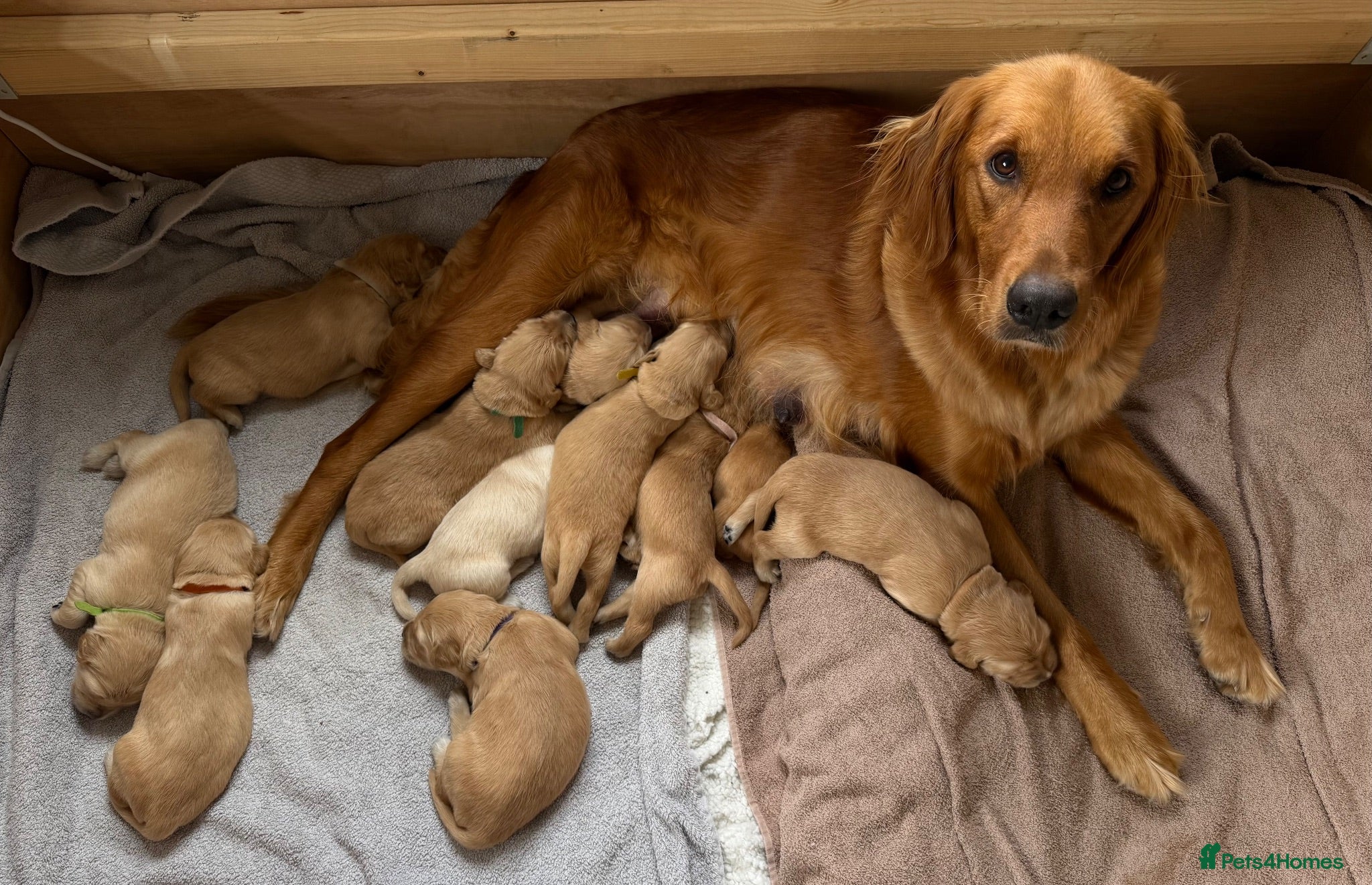 Golden Retriever dogs KC Registered Golden Retriever Puppies  - Advert 15