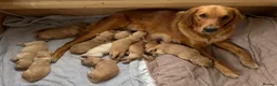 Golden Retriever dogs for sale: KC Registered Golden Retriever Puppies  - Advert 12