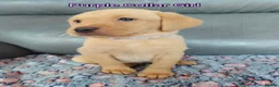 Labrador Retriever dogs for sale: Kc Reg Fox Red Labs From Health Tested Parents  - Advert 7