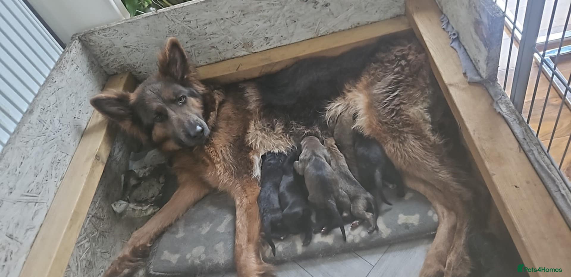 Mixed Breed dogs German Shepherd x Cane corso puppies  - Advert 16