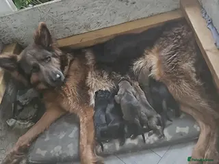 Mixed Breed dogs German Shepherd x Cane corso puppies - Advert 16