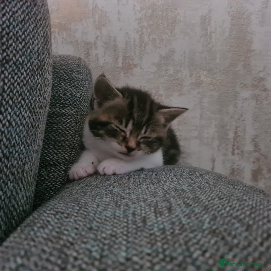British Shorthair cats for sale: Cute british-shorthair kittens  - Image 4