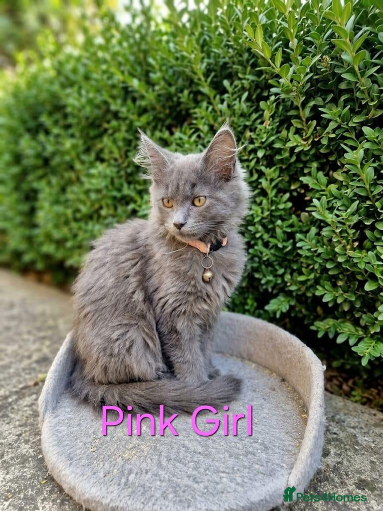 Maine Coon cats READY NOW... GCCF Main Coon kittens - Advert 1