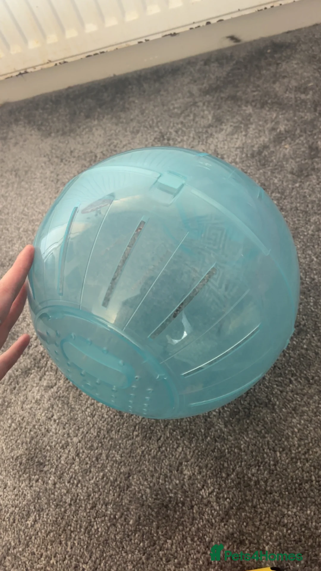 Hamster rodents for sale: Female hamster in Dundee - Advert 6